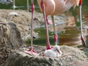 Flamingo-Kücken im Tierpark Hagenbeck